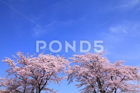 Cherry blossoms Stock Photos