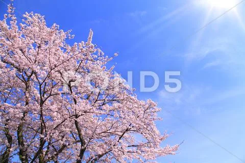 Cherry blossoms Stock Photos