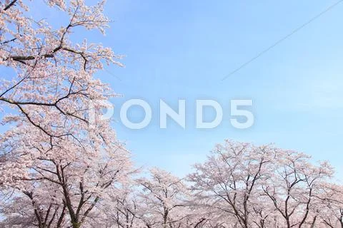 Cherry blossoms Stock Photos