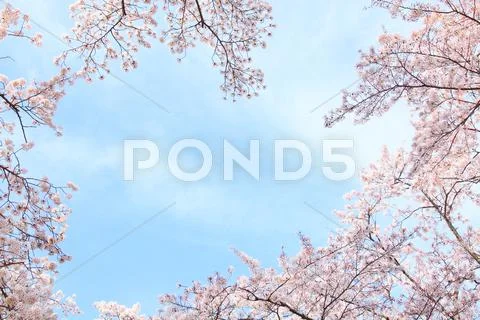 Cherry blossoms Stock Photos