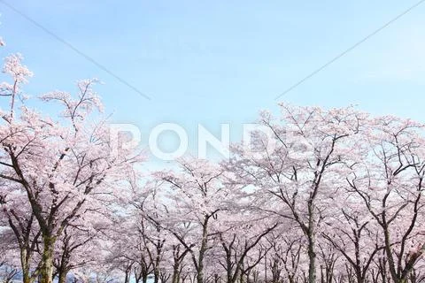 Cherry blossoms Stock Photos