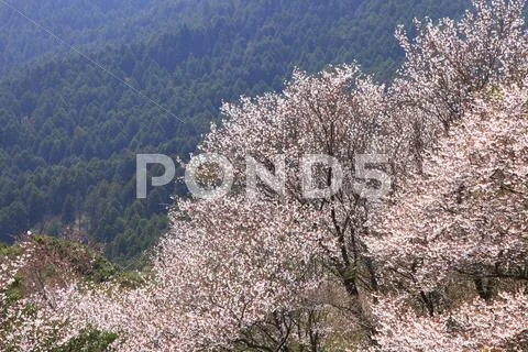 Cherry blossoms Stock Photos
