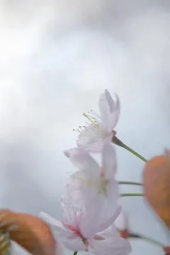 Cherry Blossoms Stock Photos