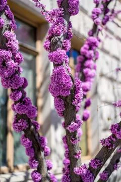 Cherry Blossoms Stock Photos