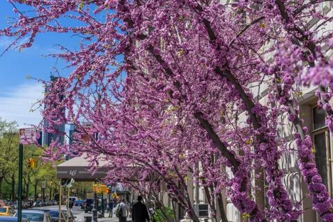 Cherry Blossoms Stock Photos