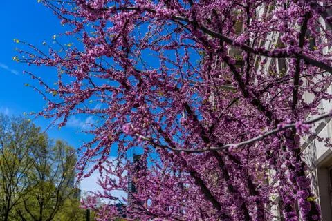 Cherry Blossoms Stock Photos
