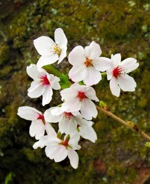 Cherry blossoms Stock Photos