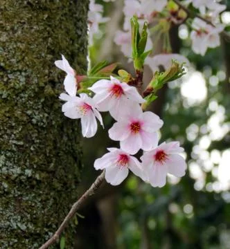 Cherry blossoms Stock Photos