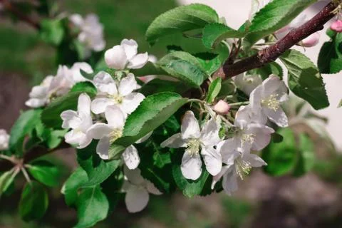 Cherry blossoms Foto stock