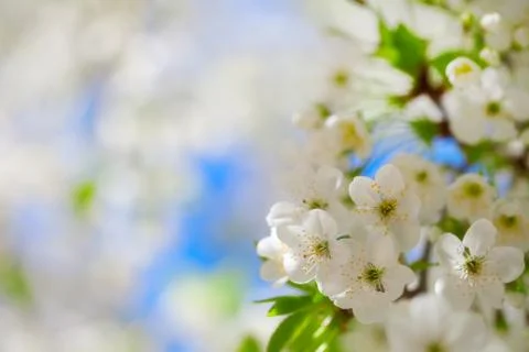 Cherry blossoms Stock Photos