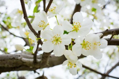 Cherry Blossoms Stock Photos