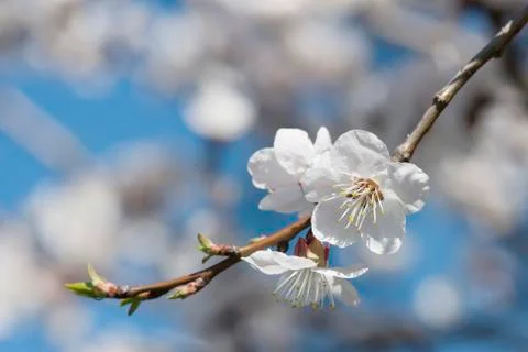 Cherry blossoms Stock Photos