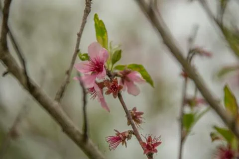 The cherry blossoms Stock Photos