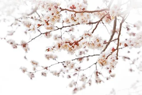 Cherry blossoms Stock Photos