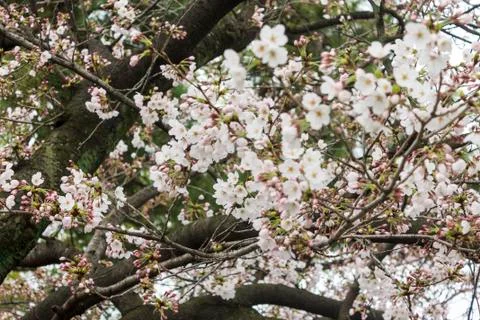 Cherry blossoms Stock Photos