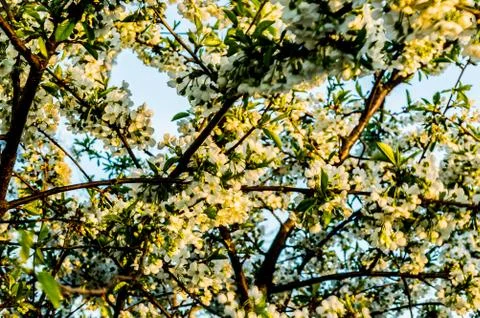  Cherry blossoms Stock Photos