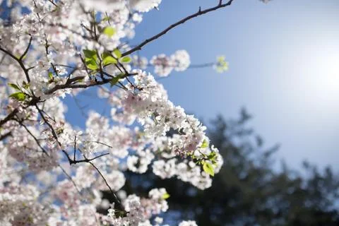 Cherry Blossoms Stock Photos