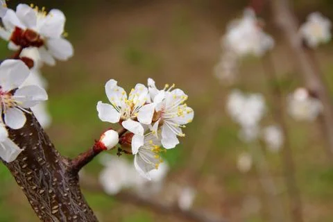Cherry blossoms. Stock Photos