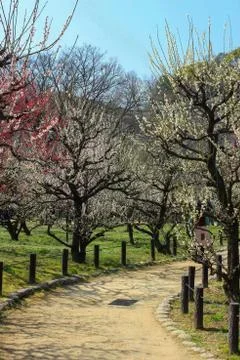 Cherry Blossoms Stock Photos