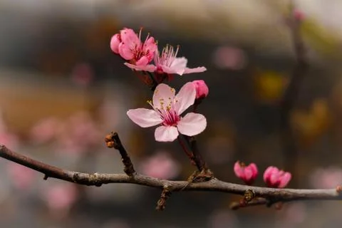 Cherry blossoms Stock Photos
