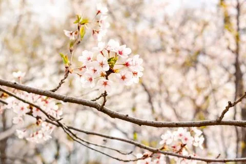 Cherry Blossoms Stock Photos