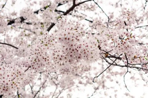 Cherry blossoms Stock Photos