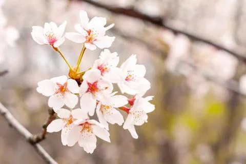 Cherry blossoms Stock Photos