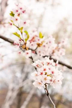 Cherry blossoms Stock Photos