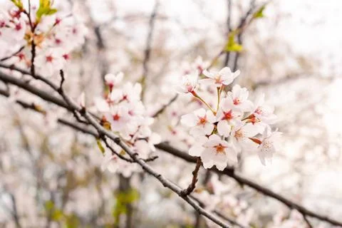 Cherry blossoms Stock Photos