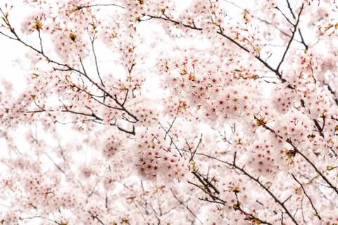 Cherry blossoms Stock Photos