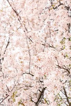 Cherry blossoms Stock Photos