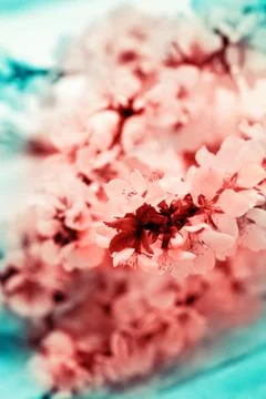 Cherry blossoms Stock Photos