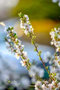 Cherry blossoms. Stock-Fotos