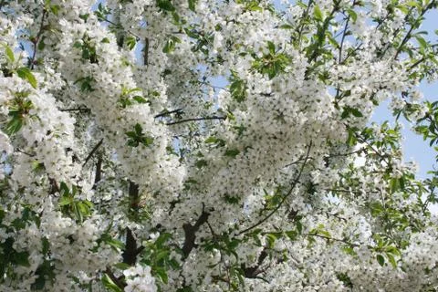 Cherry blossoms Stock Photos