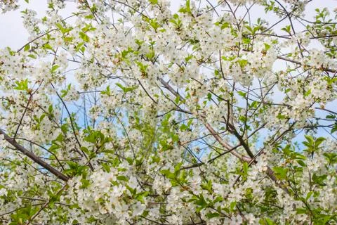 Cherry blossoms Stock Photos