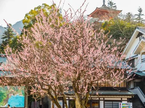 Cherry blossoms Stock Photos