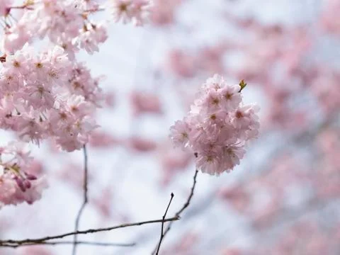 Cherry Blossoms Stock Photos