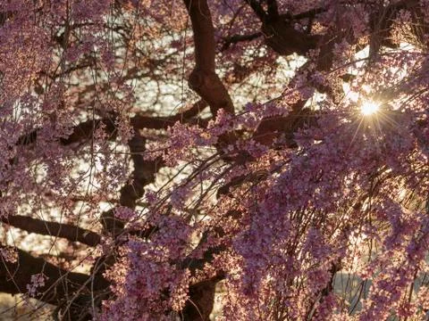 Cherry Blossoms Stock Photos