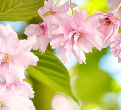 Cherry blossoms Stock Photos