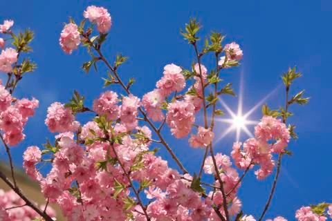 Cherry blossoms Stock Photos