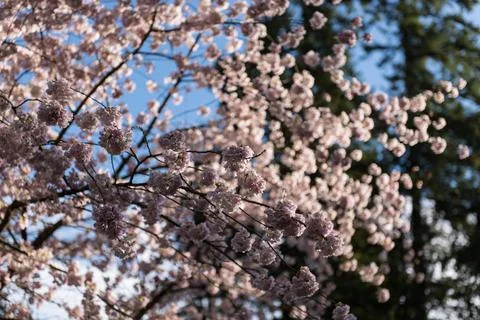 Cherry Blossoms Stock Photos