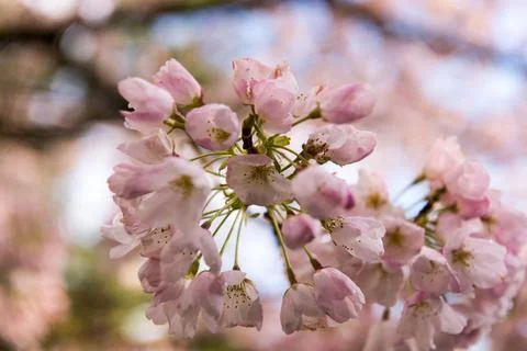 Cherry Blossoms Stock Photos