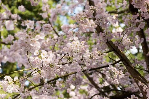 Cherry Blossoms Stock Photos