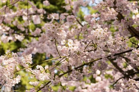 Cherry Blossoms Stock Photos