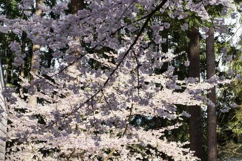 Cherry Blossoms Stock Photos