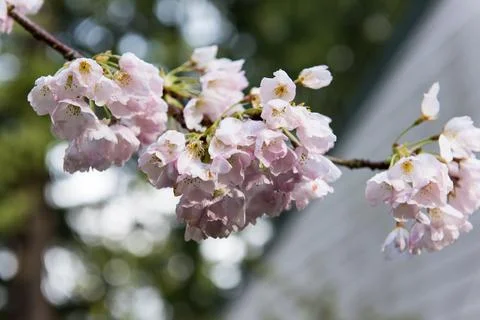 Cherry Blossoms Stock Photos