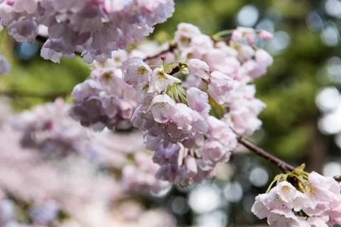 Cherry Blossoms Stock Photos