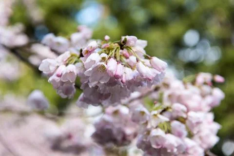 Cherry Blossoms Stock Photos