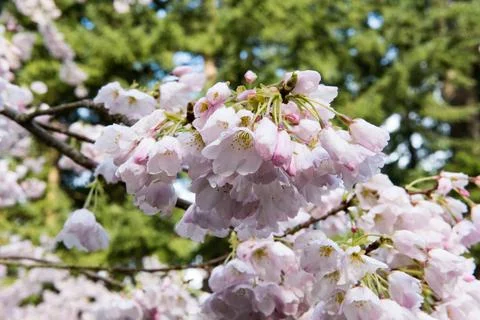 Cherry Blossoms Stock Photos