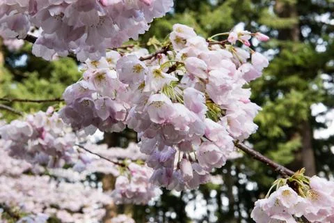Cherry Blossoms Stock Photos